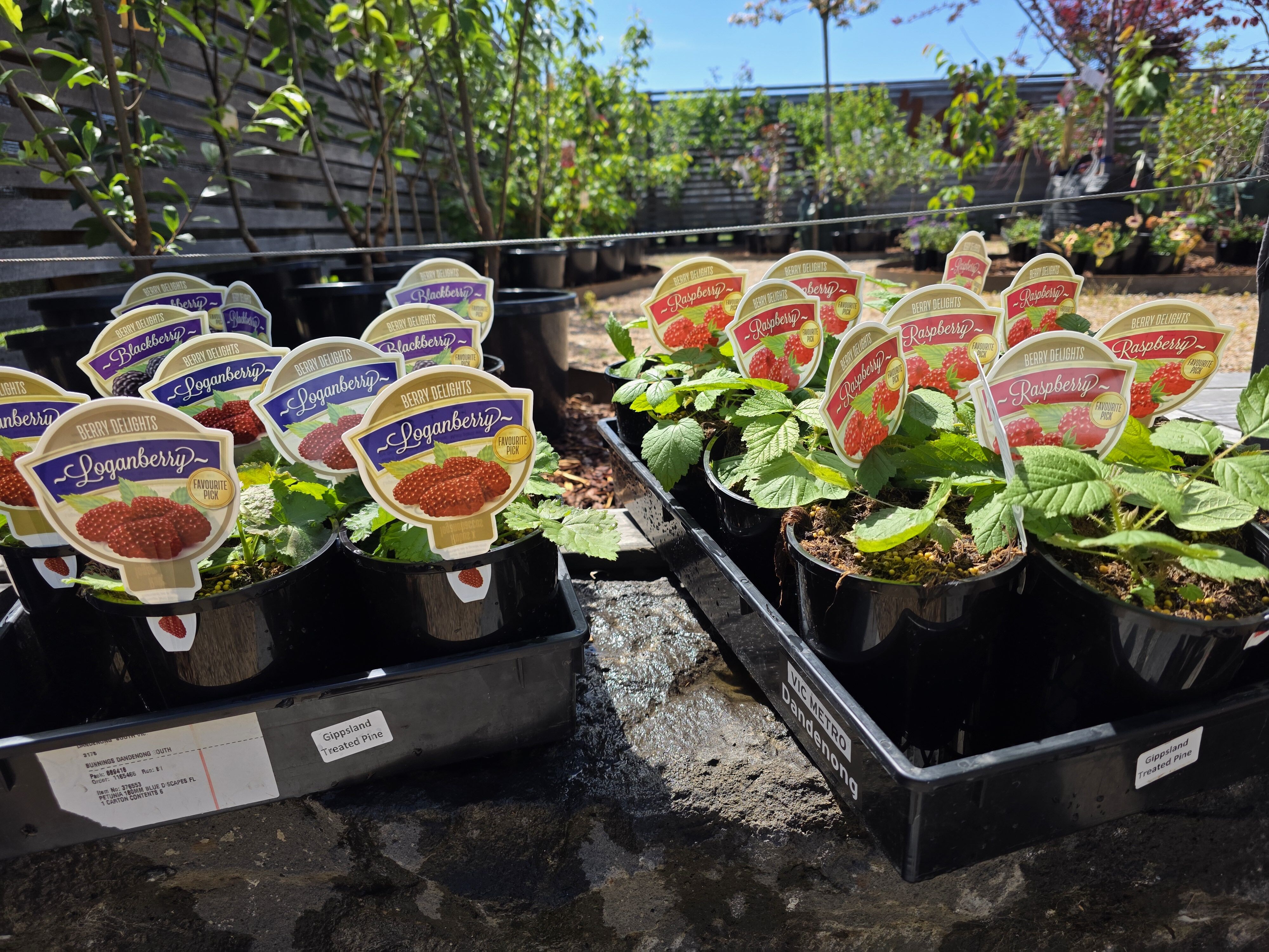 FRUIT TREE'S & MORE
